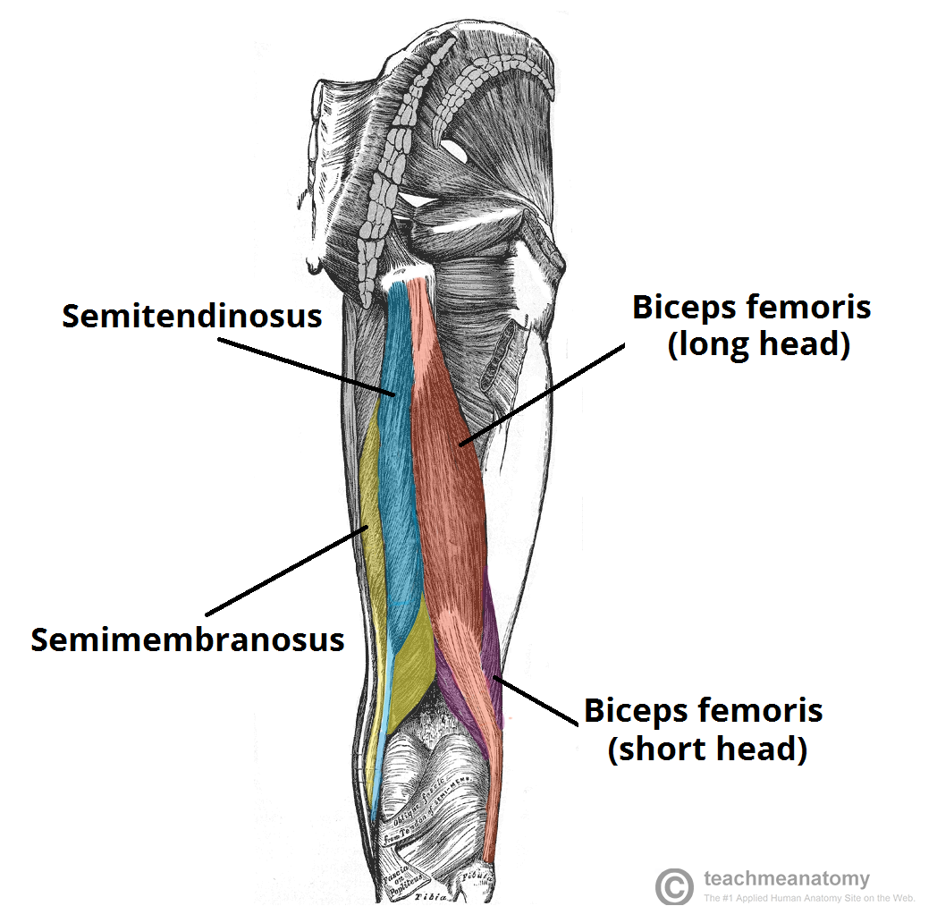 Hamstring Strain Chiropractor In Sheboygan Wi Creekside Chiropractic And Rehabilitation